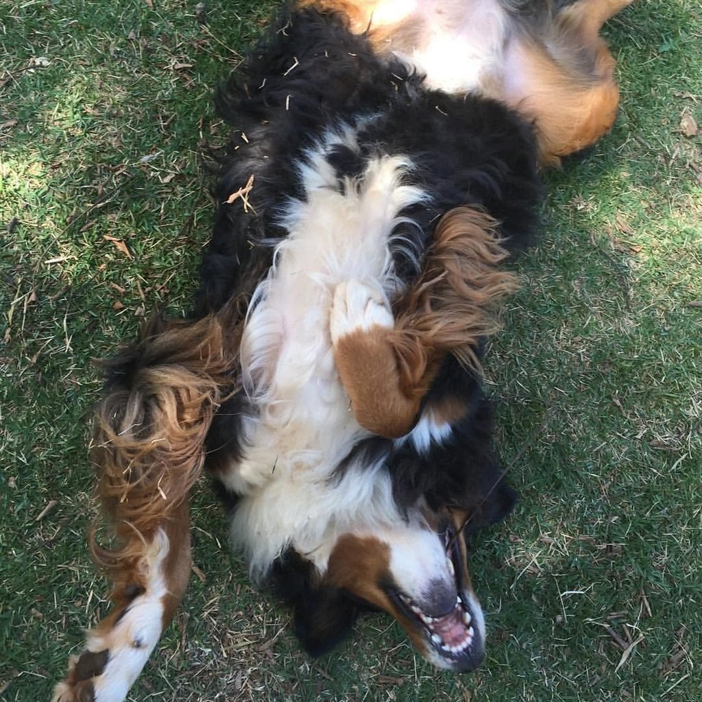 Cachorra Shakira deitada na grama no Acãochego.
