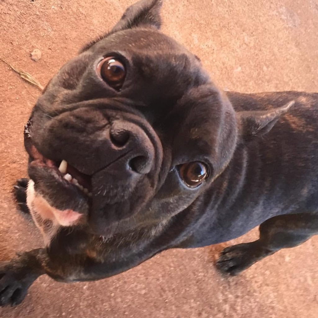 Cachorro Oliver olhando para a câmera no Acãochego.