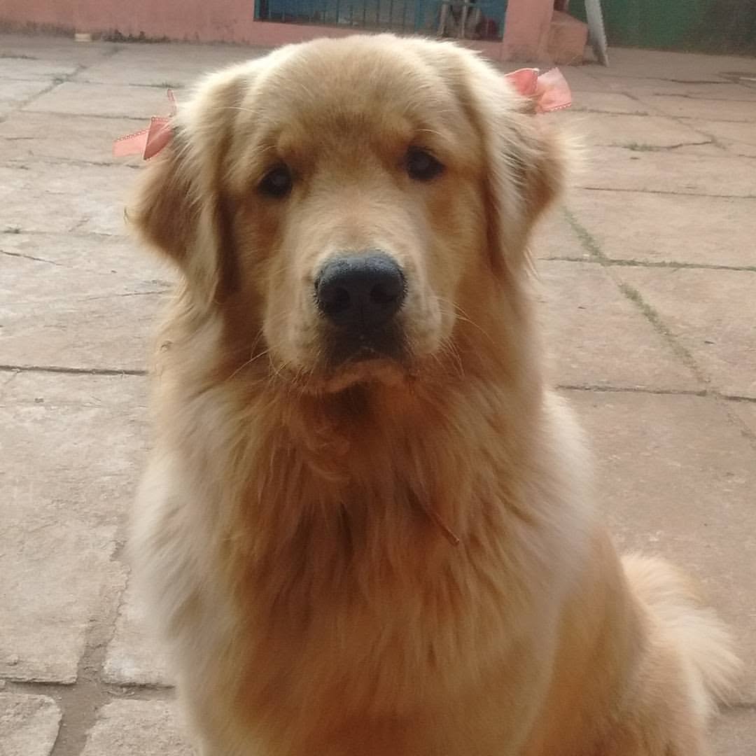 Cachorra golden retriever sentada no pátio do Acãochego.