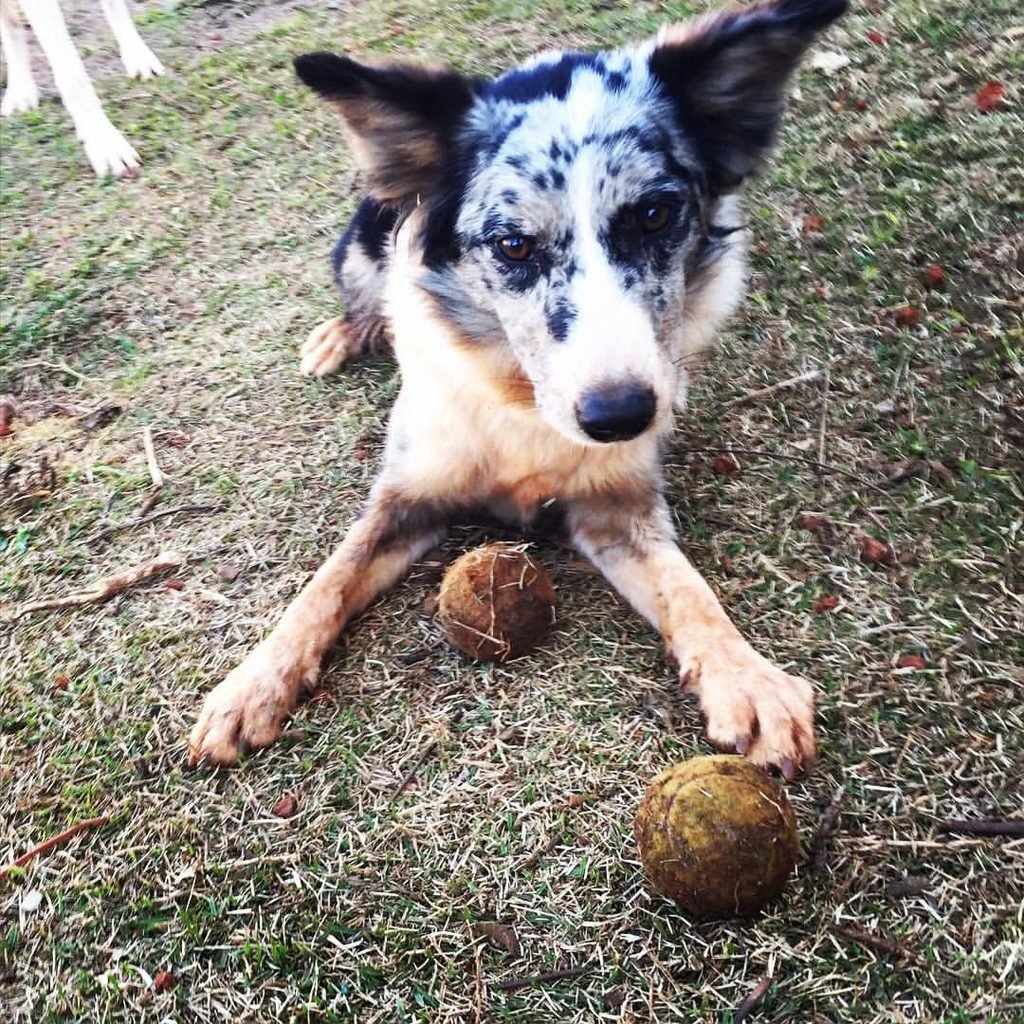 Cadela Indie deitada na grama com bolinha no Acãochego.