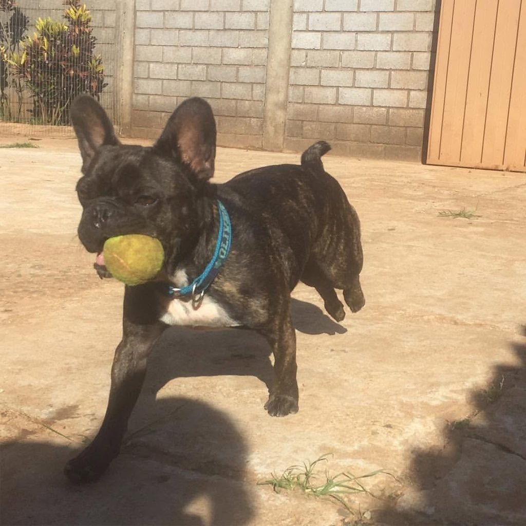 Cachorro Oliver correndo com uma bolinha no Acãochego.