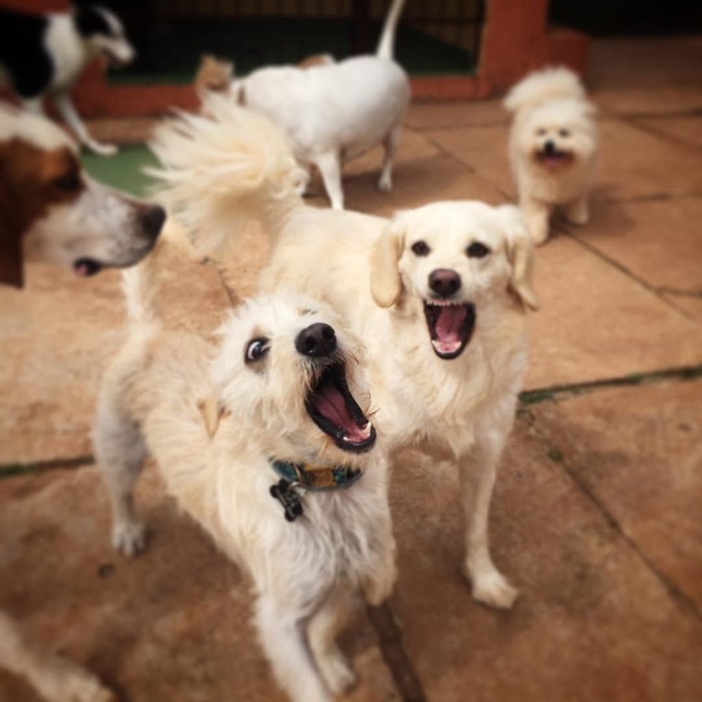 Juca e Nina juntos no Acãochego, em momento de interação.